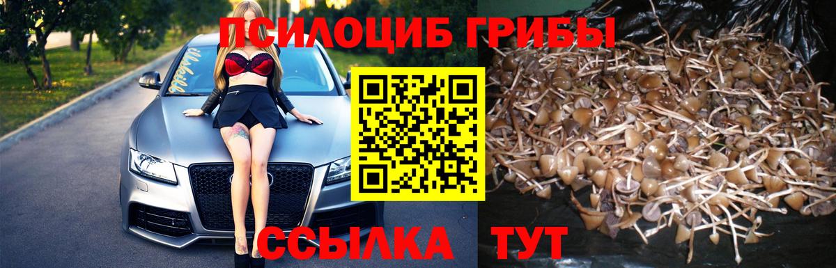 Шали  Галлюциногенные грибы Psilocybe  Вход с VPN 